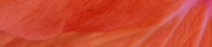 Psychotherapie Mödling: über Andrea Frisch